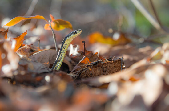 Eastern garter snake on the prowl during a mild autumn afternoon in southern New York  