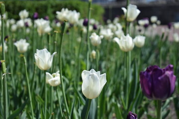 A flower bed with purple and white tulips.
