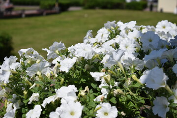 A flower bed with white petunias, petunia flowers are blooming, petunias are blooming, flowers on the background of the river.