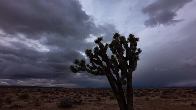 Dark, dramatic storm clouds gather above the Mojave Desert promising rain to a parched landscape with a Joshua tree in the foreground - time lapse