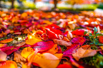 紅葉した落ち葉