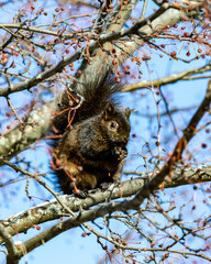 ardilla negra comiendo