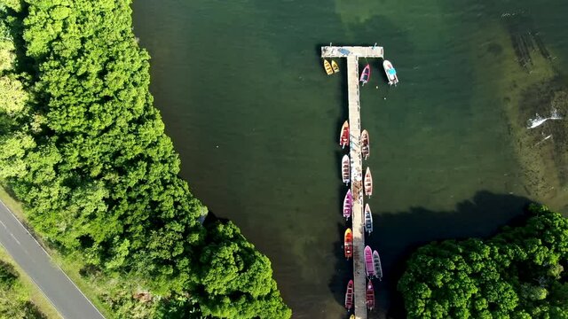 Harvesting of sea moss on a farm near the coast of the small island of Saint Lucia located in the Caribbean