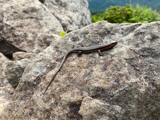 lizard on the rock