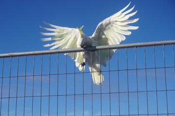 Close Up of a cockatoo trying to land on a Wire Fence