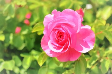 美しいピンクの薔薇の花