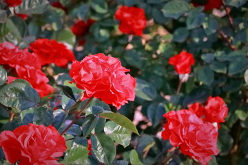 美しい赤いバラ