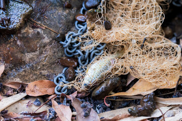 The small fish in the net lay on a rock basin and brown dry leaves. Fresh fish caught for food.