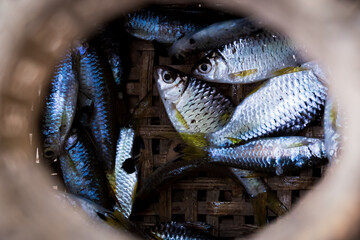 Closeup image. Many fish are caught in the creel fishtrap to make food for people.