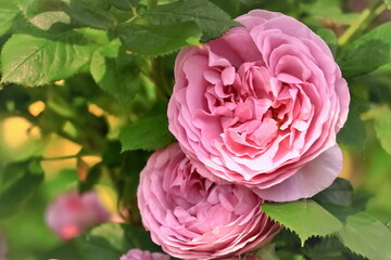 薄紫の二輪のバラ