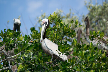 Pel&iacute;cano en &aacute;rbol