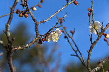 花びらが大きく開き、長い雄しべが綺麗に見えている白梅