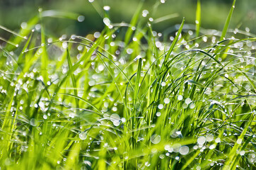 Natural background with green grass and dewdrops