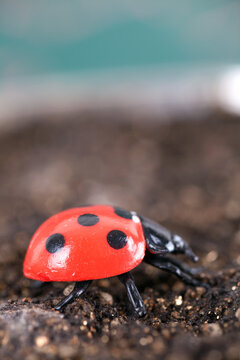 Coccinella Septempunctata In Soil