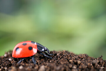 Coccinella septempunctata