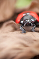 Coccinella septempunctata foraging in dead leaves