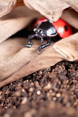Coccinella septempunctata foraging in dead leaves