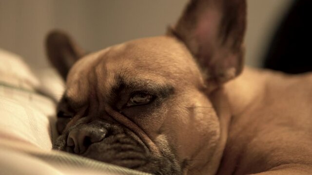 Sad Brown French Bulldog In a Bed, Resting Or Feeling Ill And Sick, head super close-up