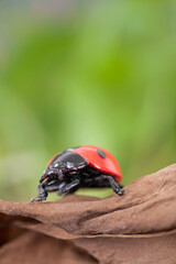 Coccinella septempunctata foraging after hibernation