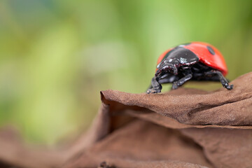 Coccinella septempunctata foraging after hibernation