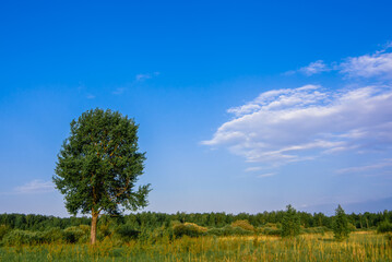 lone tree in a meadow with green grass in summer