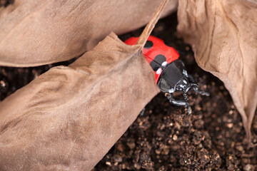 Coccinella septempunctata in dead leaves