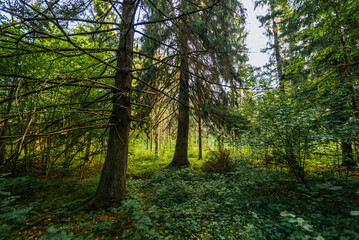 summer natural landscape in the forest with fir trees