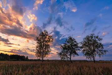 Obraz na płótnie Canvas Summer landscape of three birches in a field at sunset or dawn