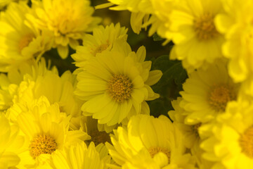 close up Yellow chrysanthemum flowers in autumn.