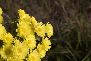 close up Yellow chrysanthemum flowers in autumn.
