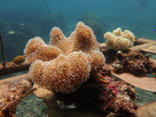 toadstool coral found in Malaysia