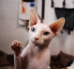 hairless bald cat sphinx purebred pet with raised paw