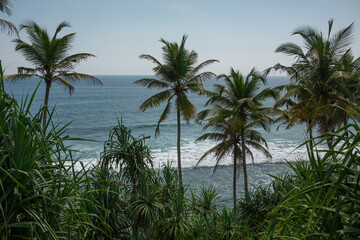 Obraz na płótnie Canvas Ocean and palm trees on the shore. 