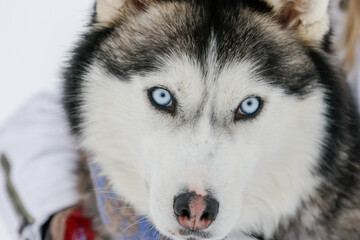 Girl playing with siberian husky in winter forest and park, animals and ecology