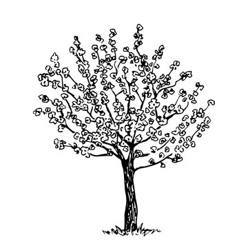Hand drawn vector drawing in engraving style. Blooming fruit tree isolated on white background. Spring time, sakura, orchard. Simple sketch in ink, black outline.
