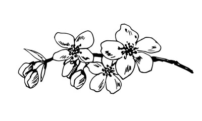 Hand drawn vector drawing in engraving style. Blooming fruit branch isolated on white background. Delicate flowers, petals. Spring time, sakura, orchard. Simple sketch in ink, black outline.