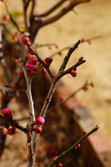 red berries on a branch