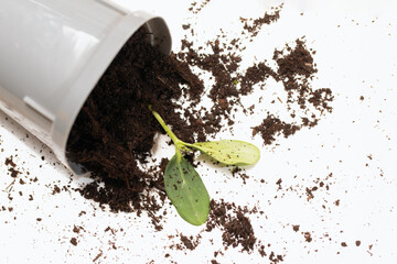 fallen pot with scattered soil and green young plant seedling.