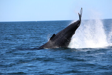 Fototapeta premium Humpback Whales Gold Coast Australia