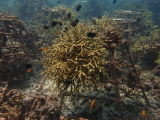 Naklejka na ściany i meble coral transplant at coral nursery for marine conservation