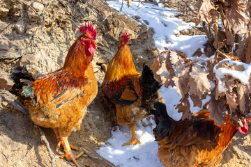 A group of roosters foraging in the mountains