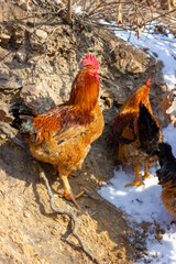 A group of roosters foraging in the mountains