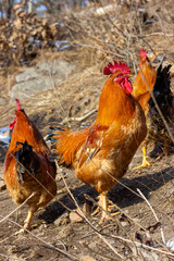 A group of roosters foraging in the mountains