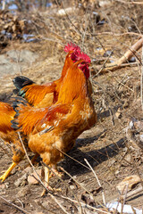 A group of roosters foraging in the mountains