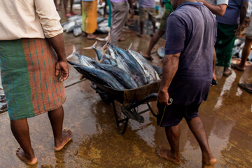 Fish at the fish market. Fish Market Sri Lanka 
