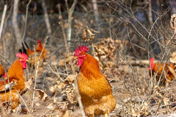 Fototapeta premium A group of roosters foraging in the mountains