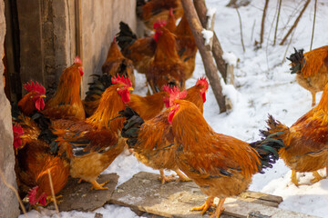 A group of roosters in the snow