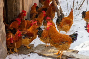 Big rooster in the snow on the farm