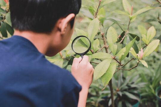 Asian School Child Examining Leaves On Tree With Magnifying Glasses