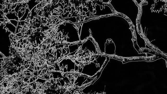 Northern Pig-tailed, Macaque Macaca leonina,  Technical rendition, Sketched in White Outlines; and individual on a branch facing a bird on the elbow of the branch, technical white outline rendition.